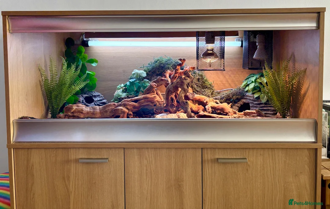Python Snake reptiles for sale: Ball Python for exceptional home (Viv incl.) in Bristol - Advert 5