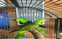 Parakeets birds for sale: Crimson wing parakeets  - Image 1