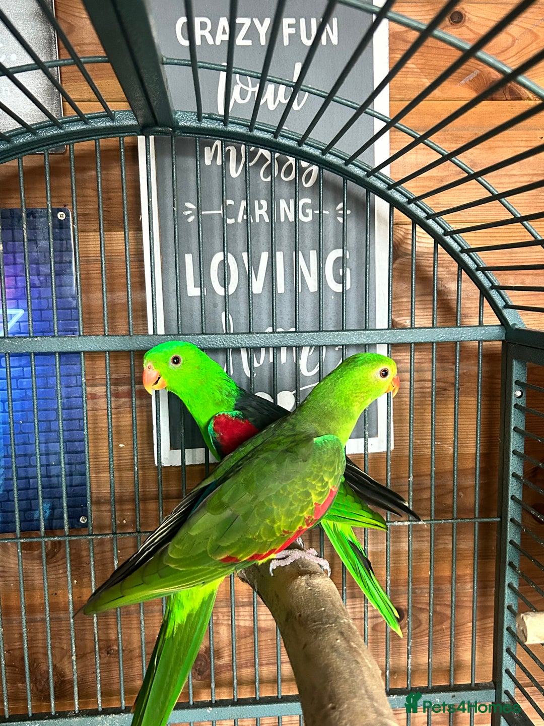 Parakeets birds for sale: Crimson wing parakeets  - Image 1