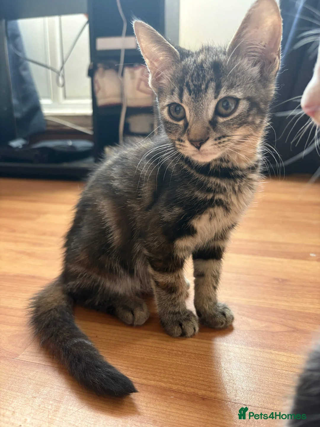 Mixed Breed cats for sale: 6 beautiful kittens  - Advert 7