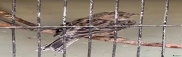 Canaries birds for sale: Male Lizard Canaries in Deal - Advert 2