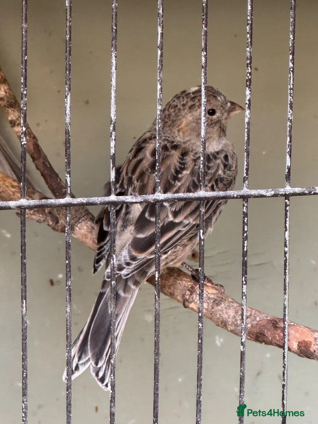 Canaries birds for sale: Male Lizard Canaries in Deal - Advert 2