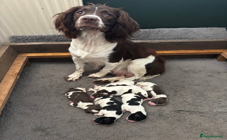 English Springer Spaniel dogs - Advert 5