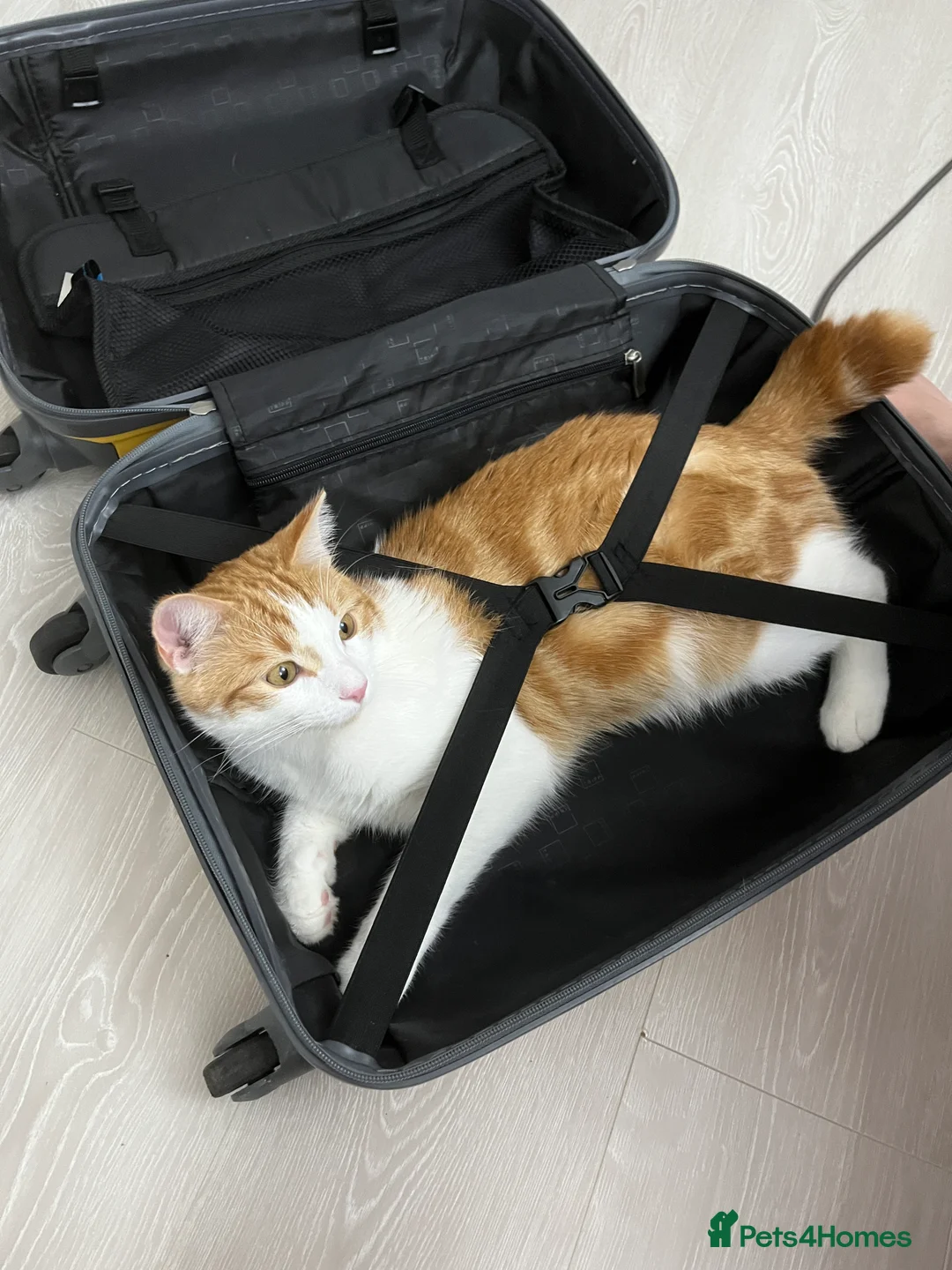 Mixed Breed cats for sale: Ragdoll & Kurilian bobtail mixed - Advert 23