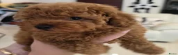 Toy Poodle dogs for sale: Cute toy poodle puppy for sale  - Advert 5