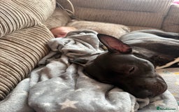 Mixed Breed dogs for sale: Staffy mix brindle male - Image 3