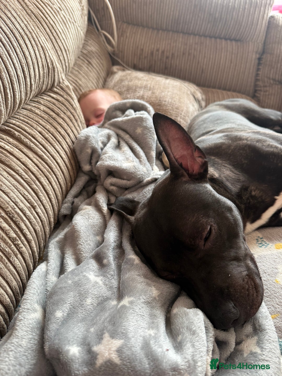 Mixed Breed dogs for sale: Staffy mix brindle male - Image 3