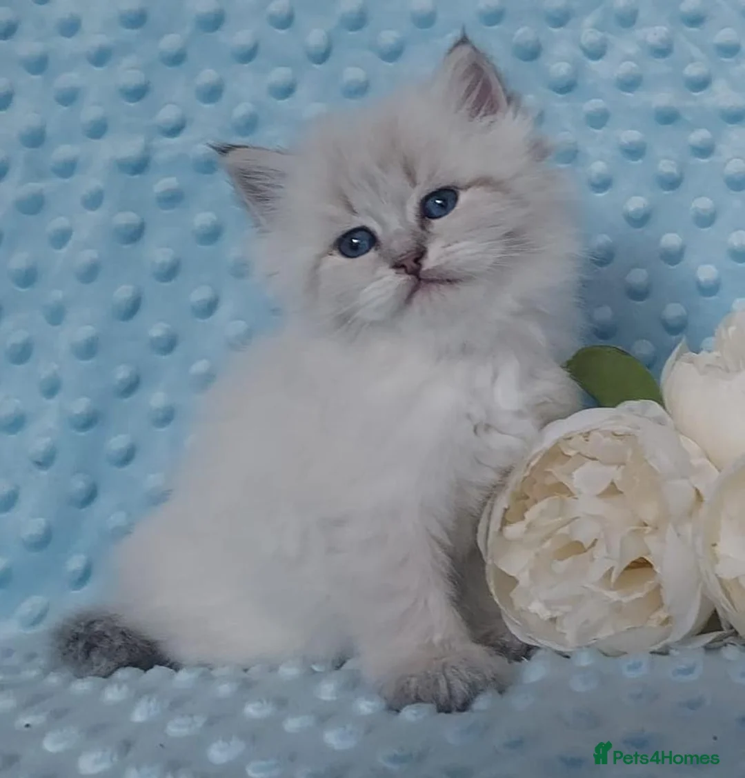 Siberian cats for sale: Pure Siberian Kittens For Sale  - Advert 1