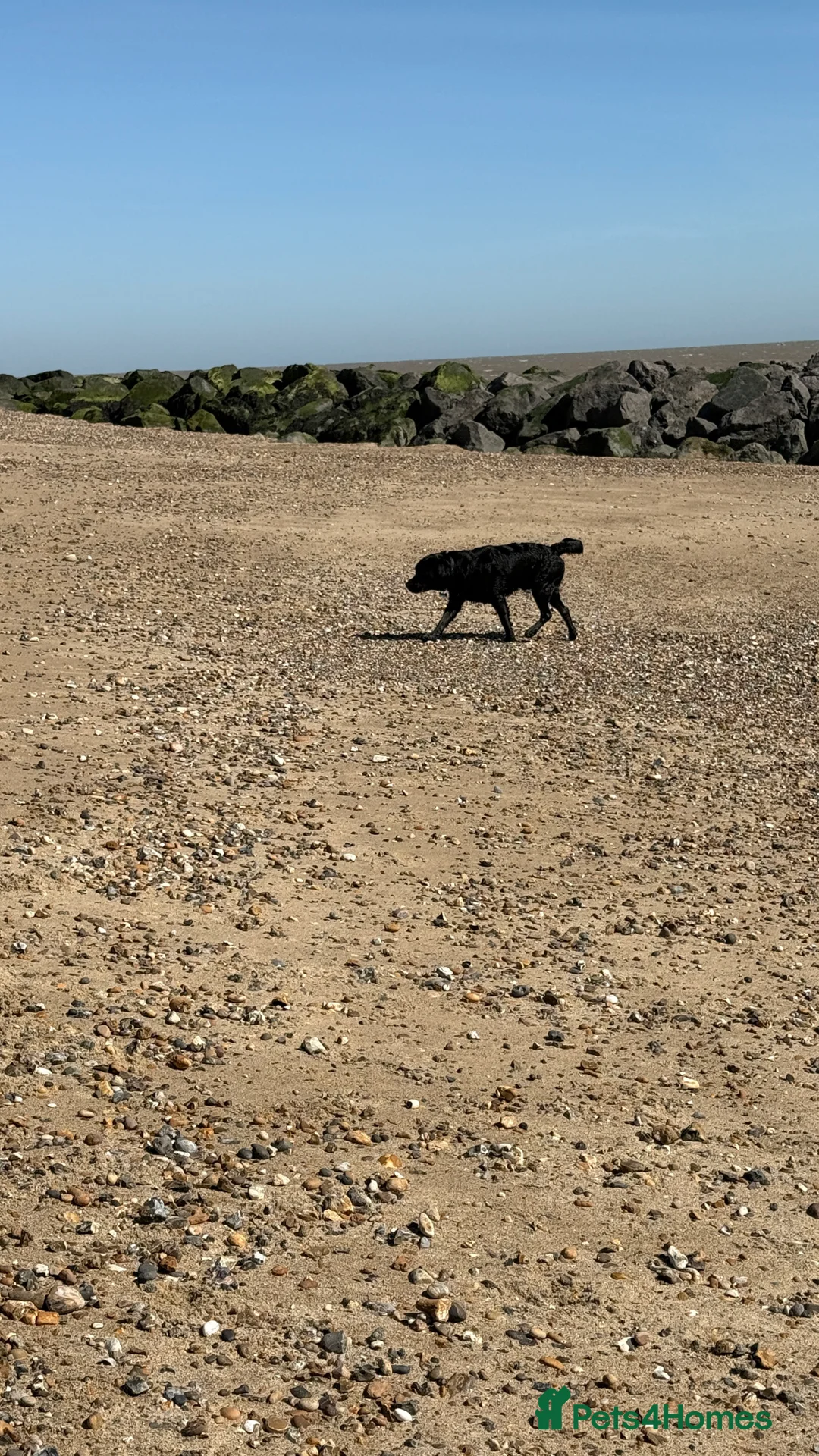 Labrador Retriever dogs for stud: Labrador black - Advert 7