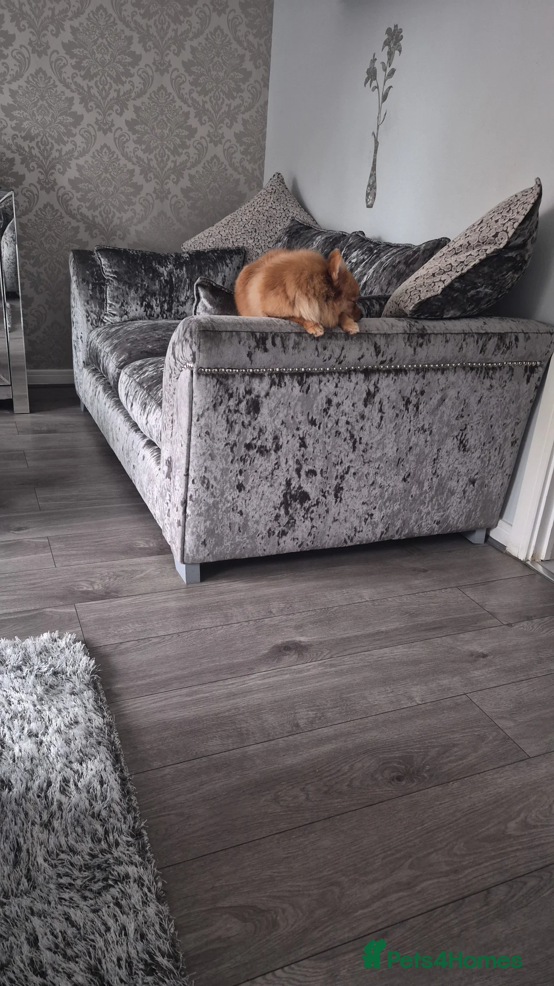 Pomeranian dogs for sale: Pomeranian puppie - Advert 3