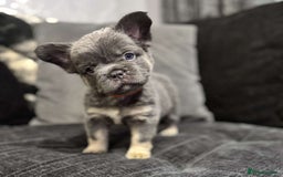 French Bulldog dogs for sale: High Quality French Bulldog Puppies  - Image 10
