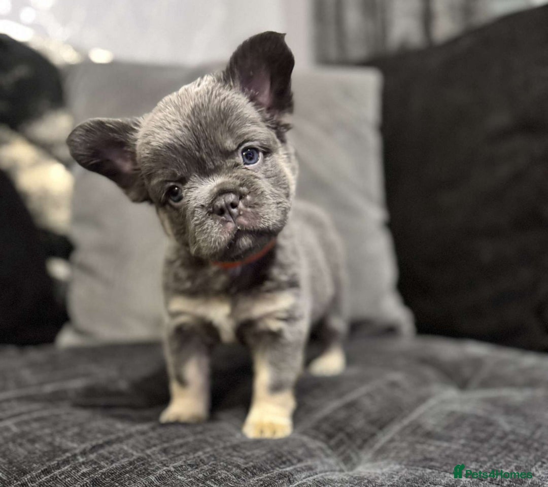 French Bulldog dogs for sale: High Quality French Bulldog Puppies  - Image 10