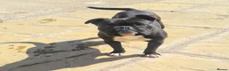 American Bully dogs for sale: PANTHER looking for his forever home - Advert 7