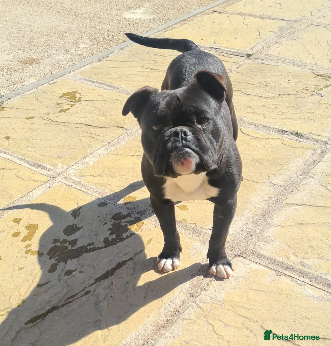 American Bully dogs for sale: PANTHER looking for his forever home - Advert 7