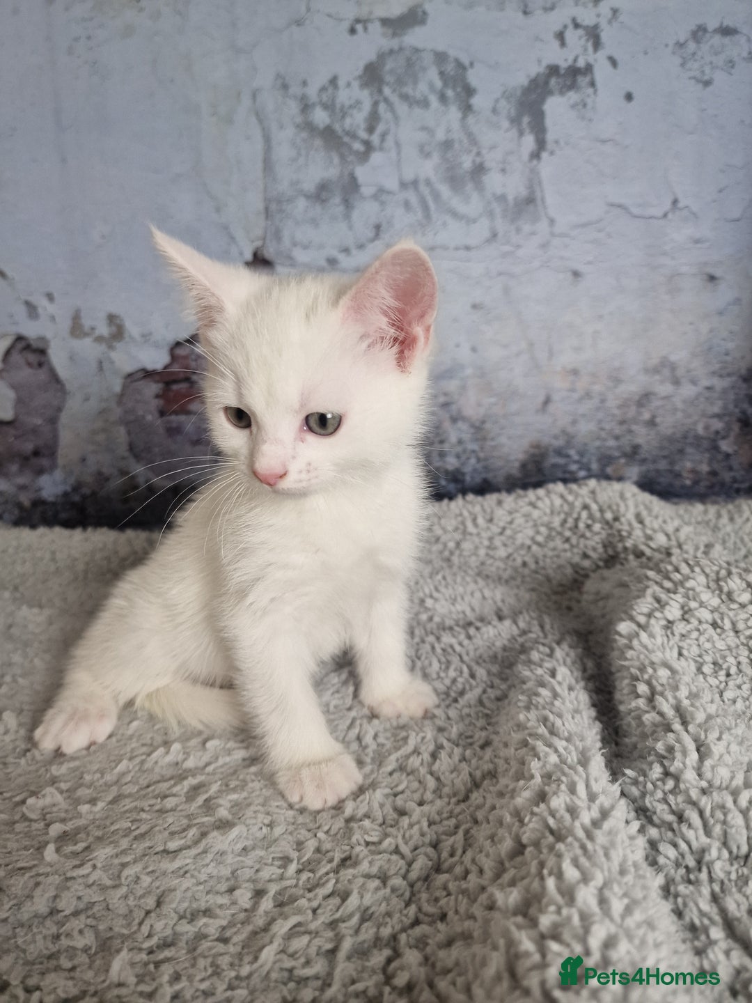 Mixed Breed cats for sale: Lovely kittens from a white odd-eyed mother. - Advert 9