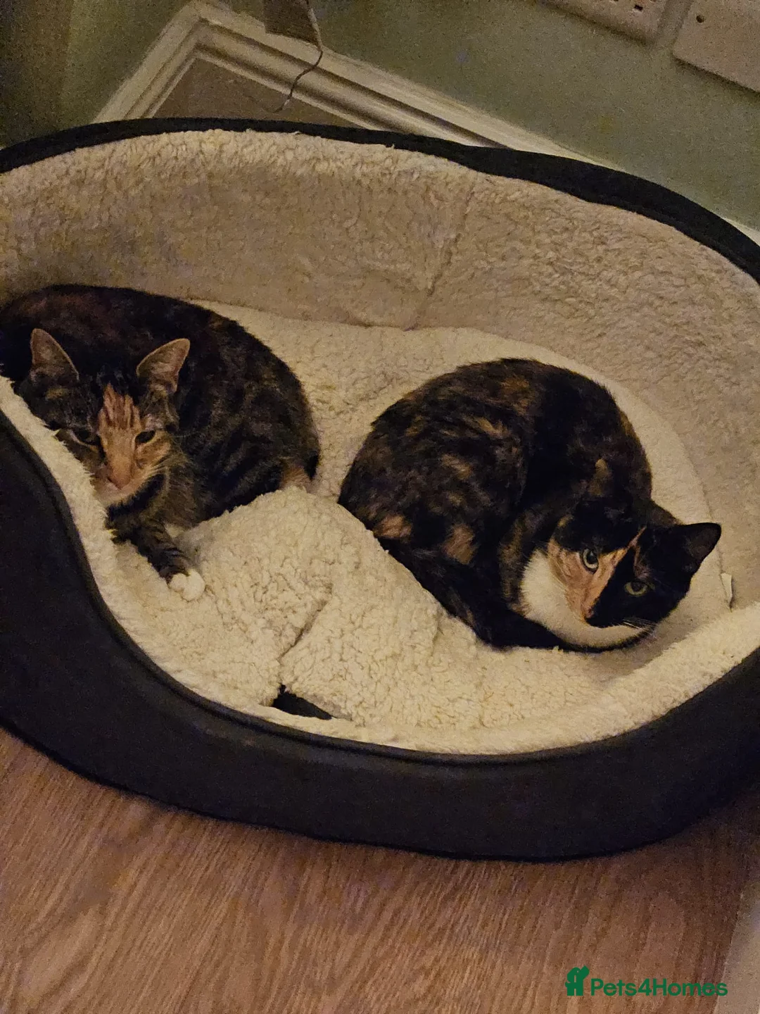 British Shorthair cats for sale: Pair of Cats  **  in Llanelli - Advert 1