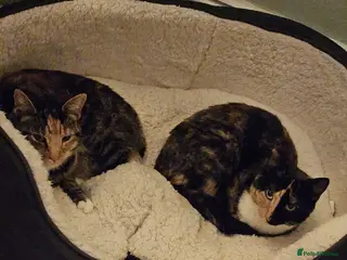 British Shorthair cats Pair of Cats ** in Llanelli - Advert 4