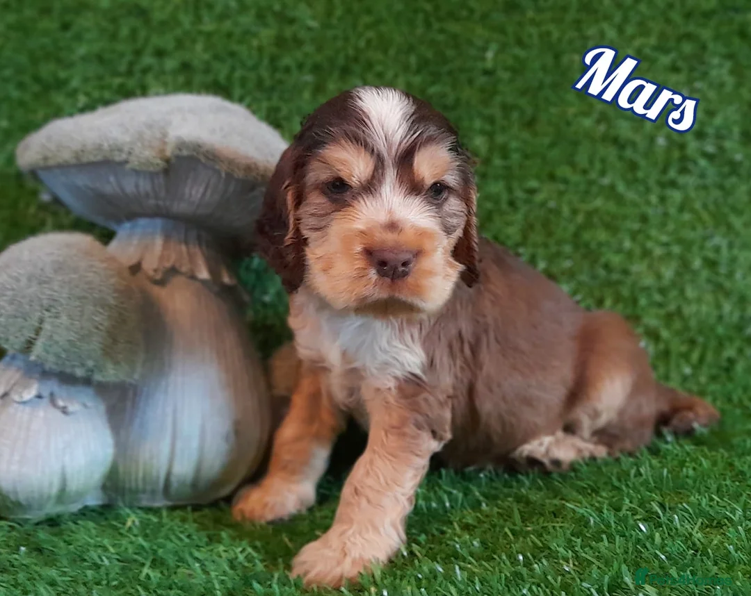 Cocker Spaniel dogs for sale: Stunning litter of Show Cocker Spaniel Puppies - Advert 1