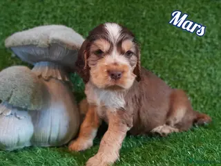 Cocker Spaniel dogs Stunning litter of Show Cocker Spaniel Puppies - Advert 1
