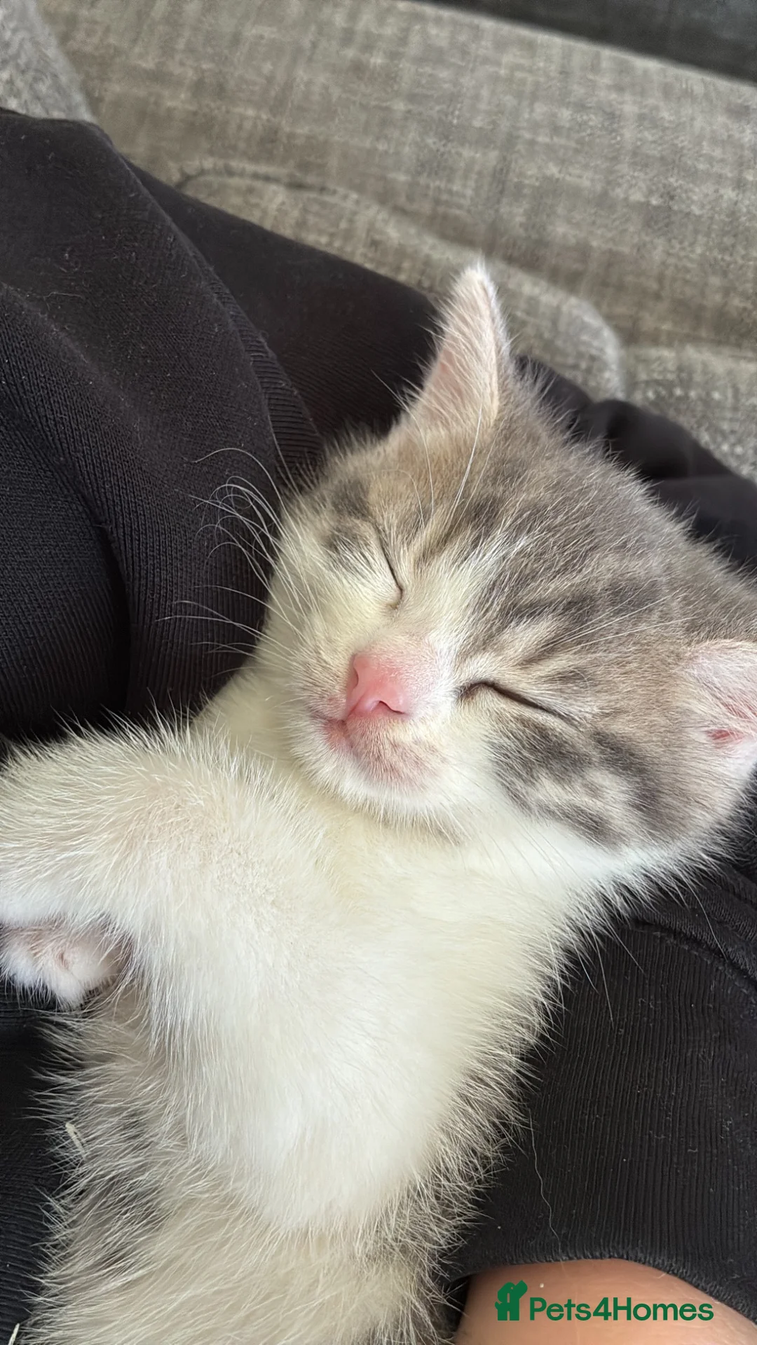 British Shorthair cats for sale: 2 Male british short hair kittens  - Advert 6