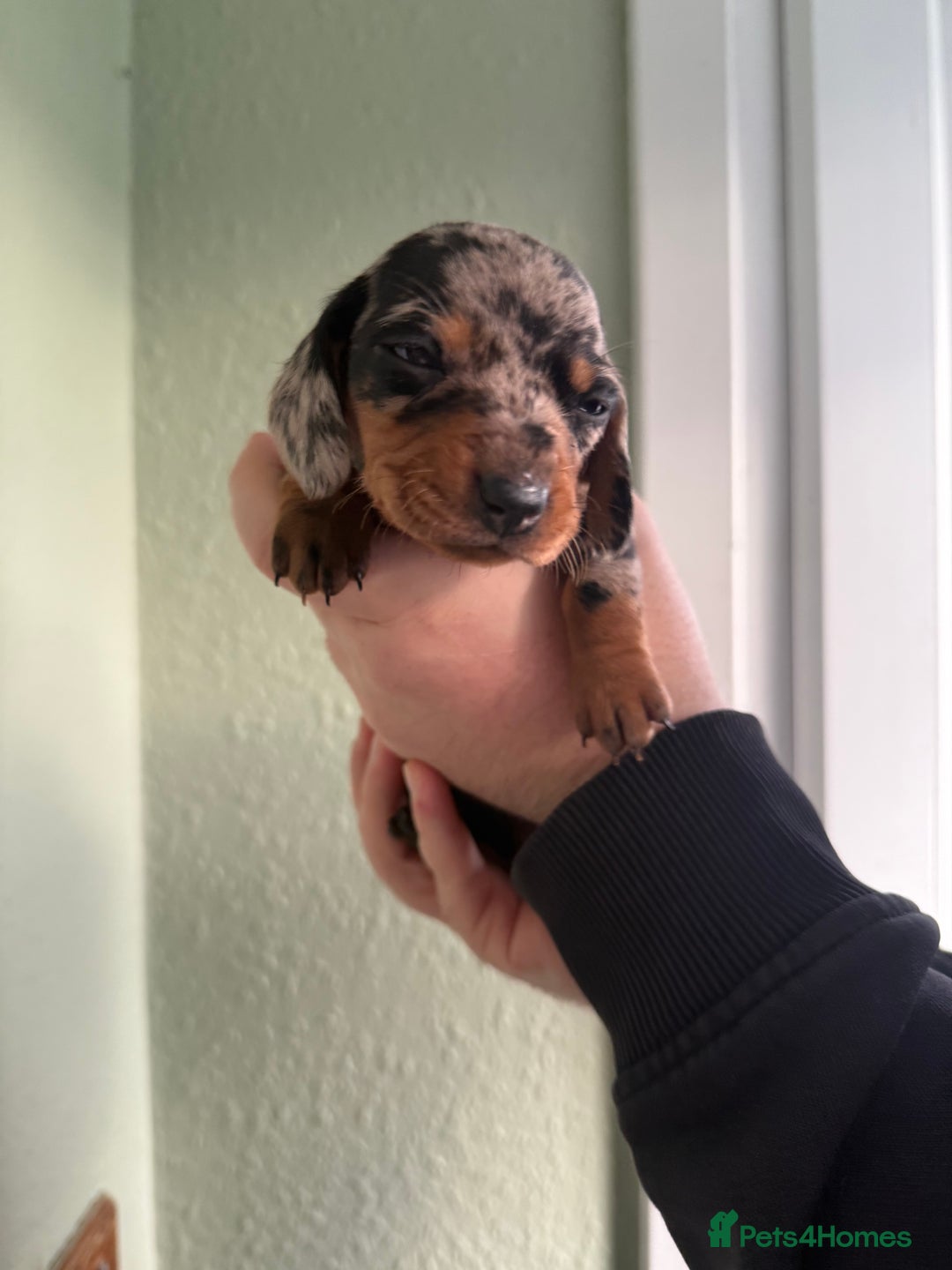 Dachshund dogs for sale: Beautiful standard dachshund puppies ❤️ - Image 23