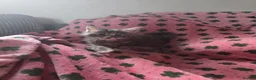Maine Coon cats for sale: Maine coon kittens - Advert 5