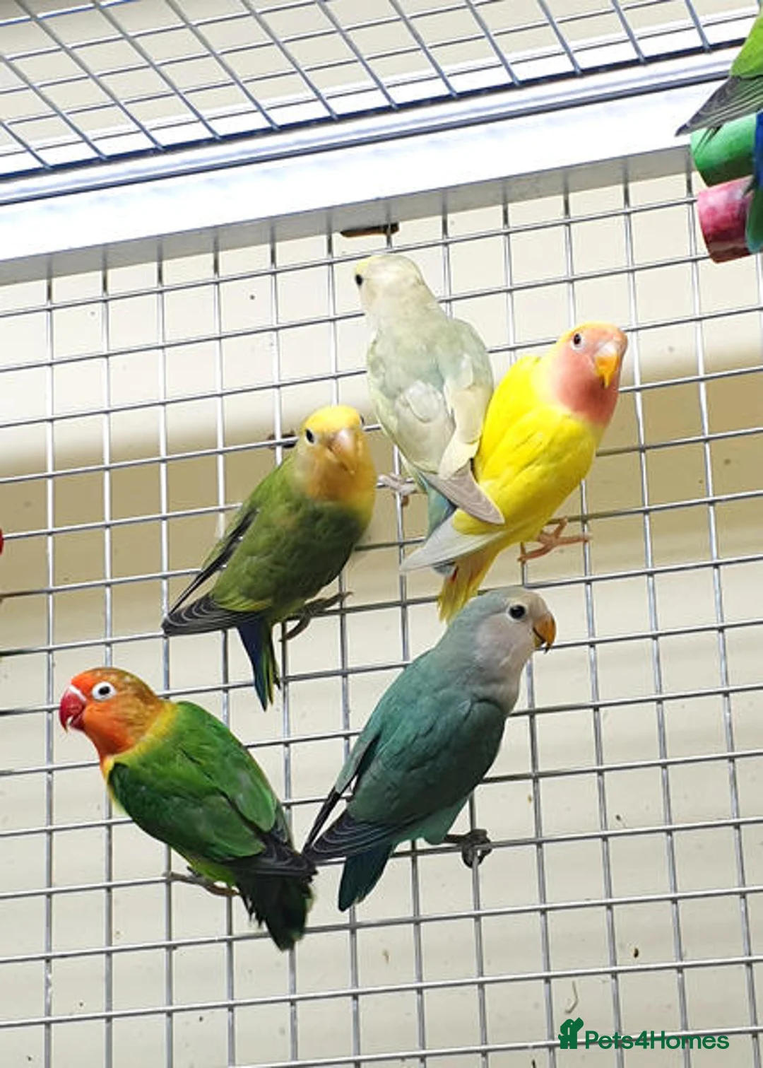 Parrots birds for sale: A Splash of Color with a Voice to Match in St Andrews - Advert 2