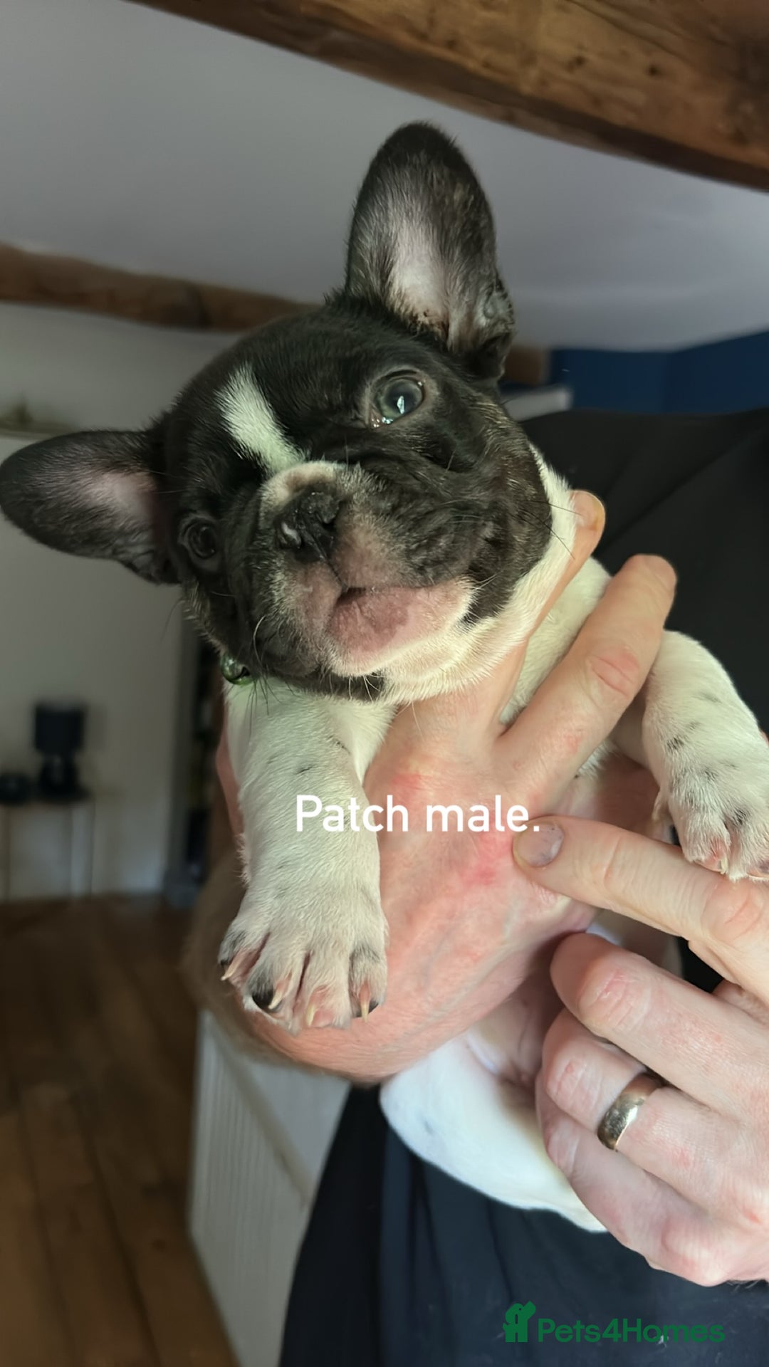 French Bulldog dogs for sale: 1 STUNNING BOY LEFT.🔥🔥🔥🔥 REDUCED - Image 21
