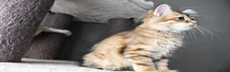 Siberian cats for sale: Siberian Kitens from Tunguska House Cattery - Advert 16