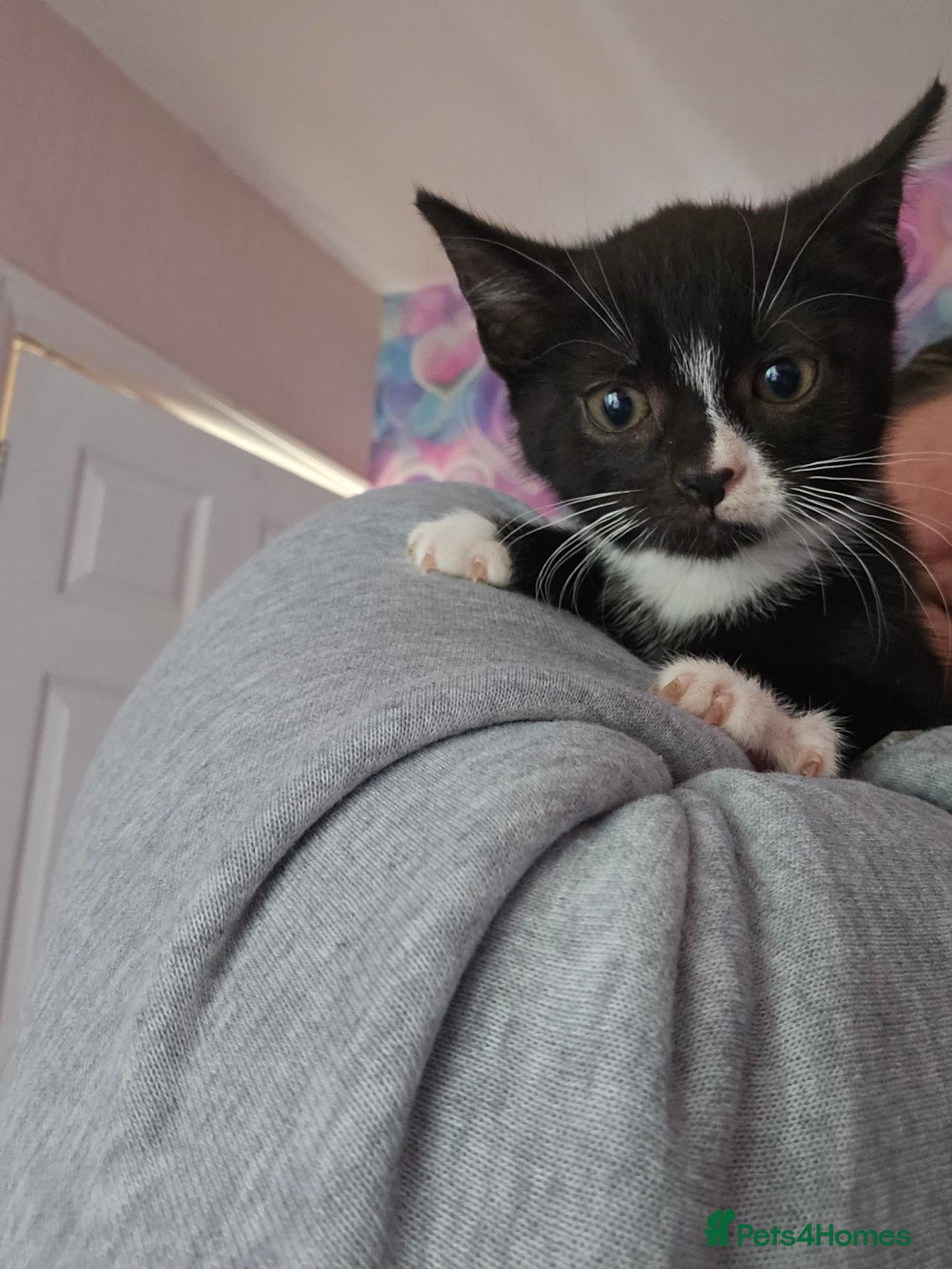 Mixed Breed cats  1 kitten female looking for forever home £40 - Advert 2