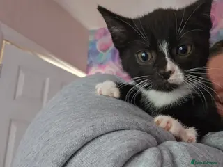Mixed Breed cats 1 kitten female looking for forever home £40 - Advert 5