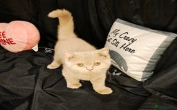 British Shorthair cats for sale: Fawn male Shorthair Tica  - Image 10