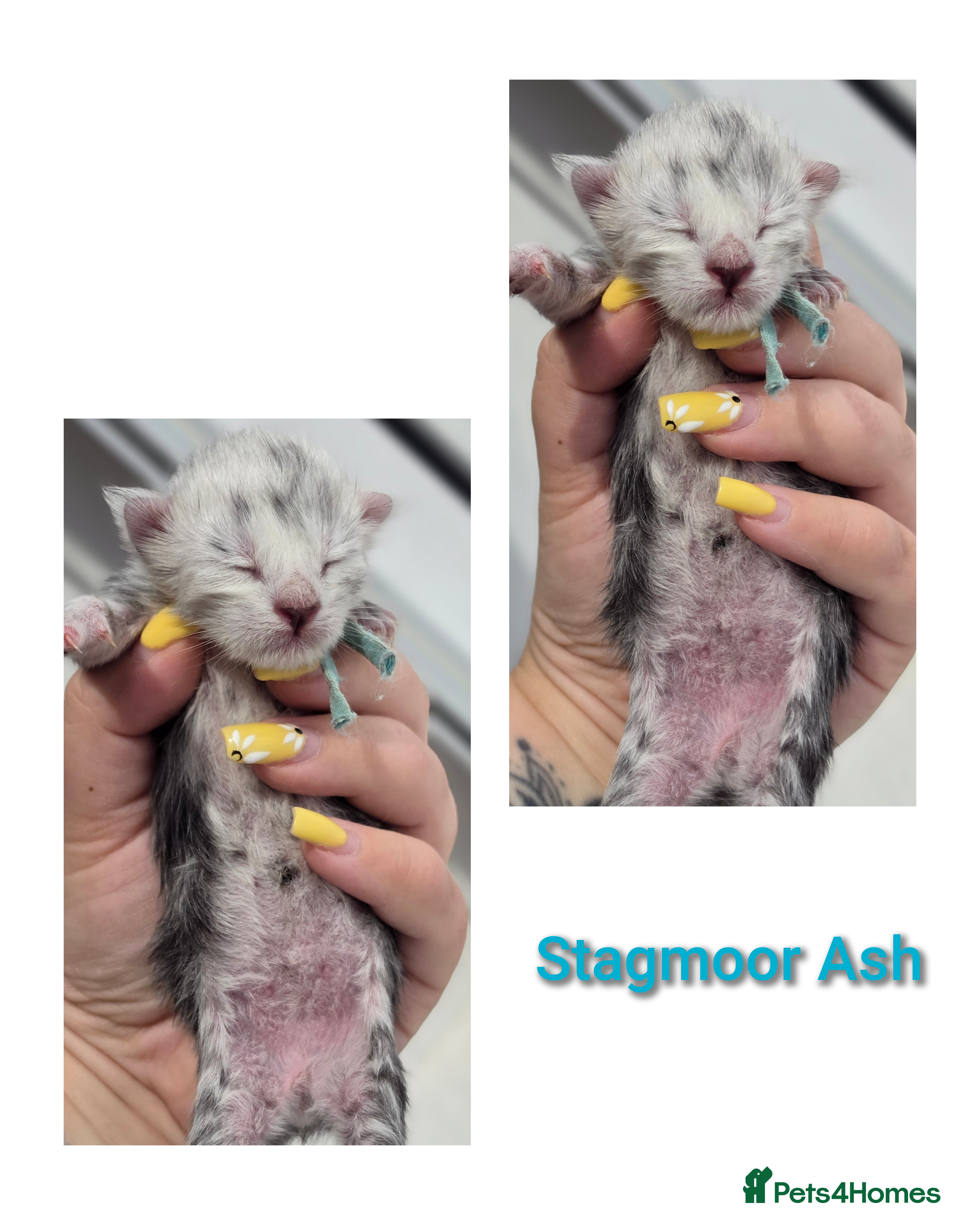 Maine Coon cats TICA Black Silver Shaded Maine Coon Kittens  - Advert 1