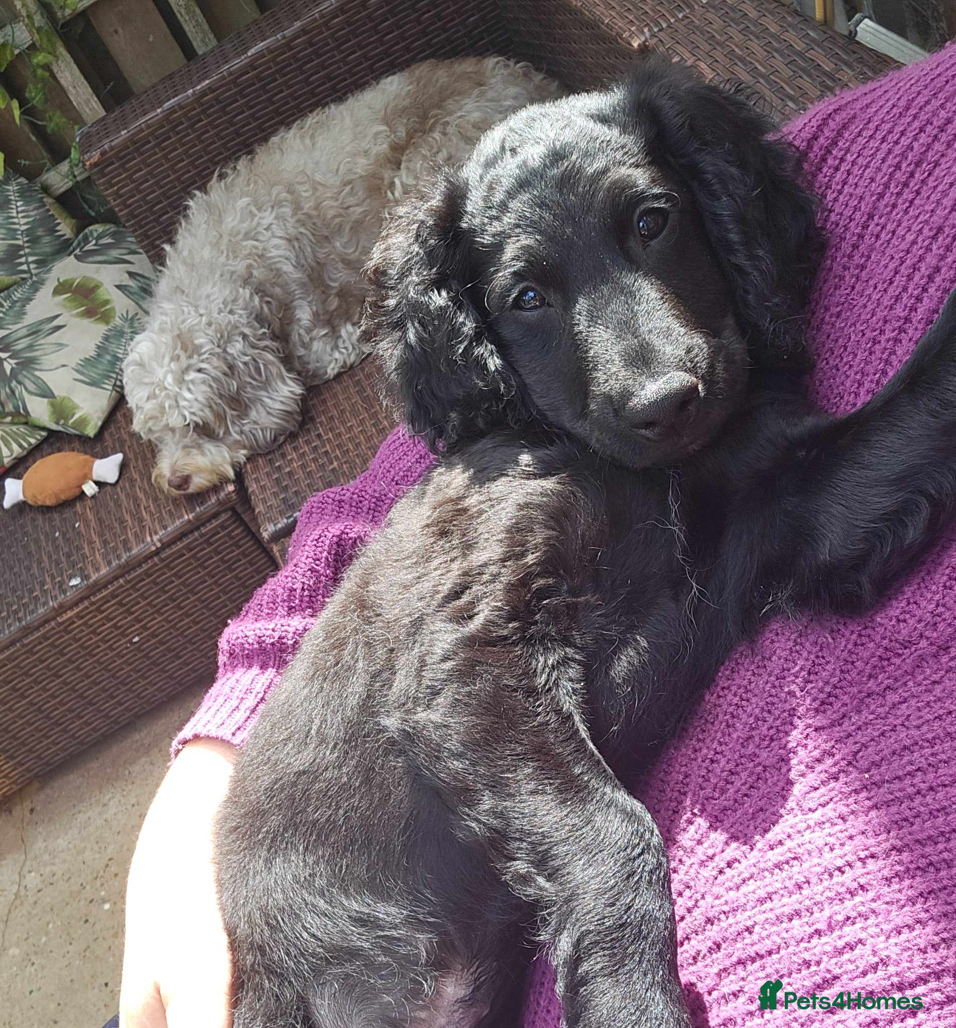 Cockapoo dogs Gorgeous Cockapoo pups - Ready now!!! - Advert 11