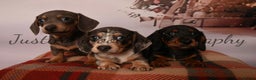 Miniature Dachshund dogs for sale: Miniature dachshunds - Advert 3