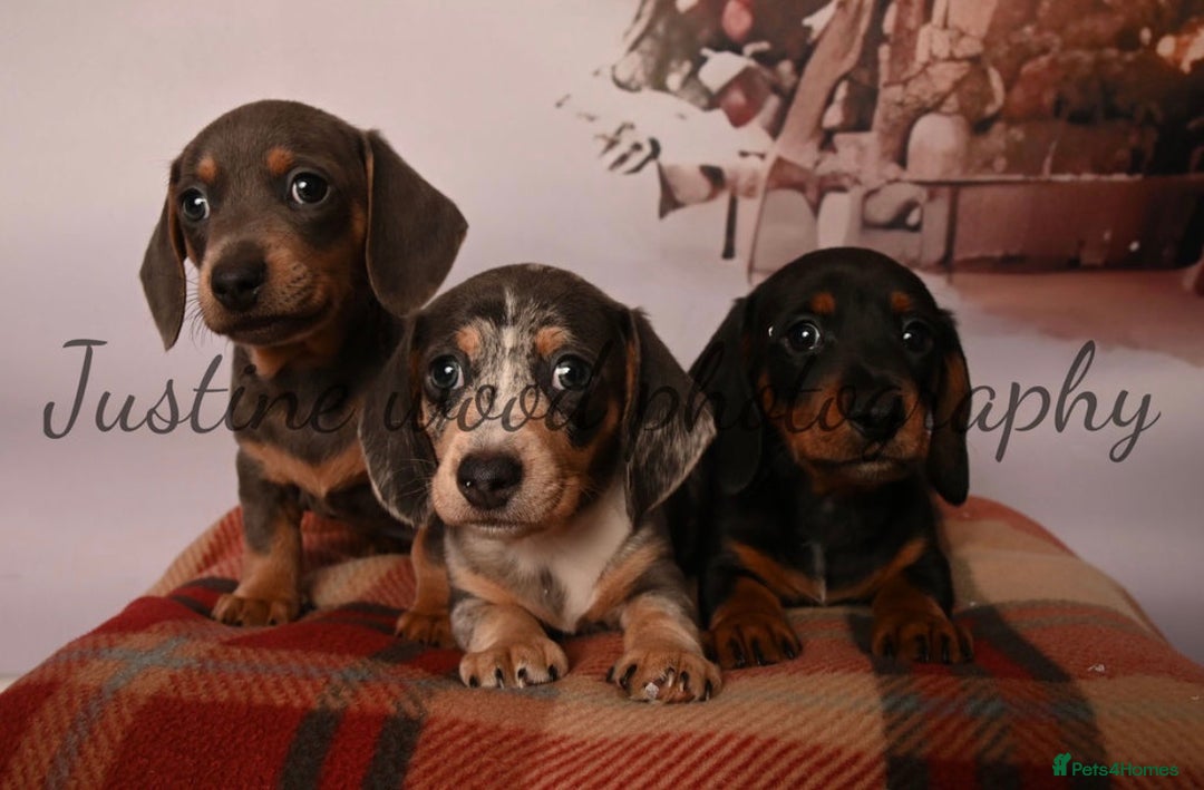 Miniature Dachshund dogs for sale: Miniature dachshunds - Advert 3