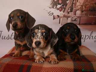 Miniature Dachshund dogs Miniature dachshunds - Advert 2