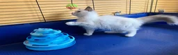 Ragdoll cats for sale: GCCF Сhampion Bloodline Ragdoll 5 GenPedigree 🏆🌟 - Advert 6
