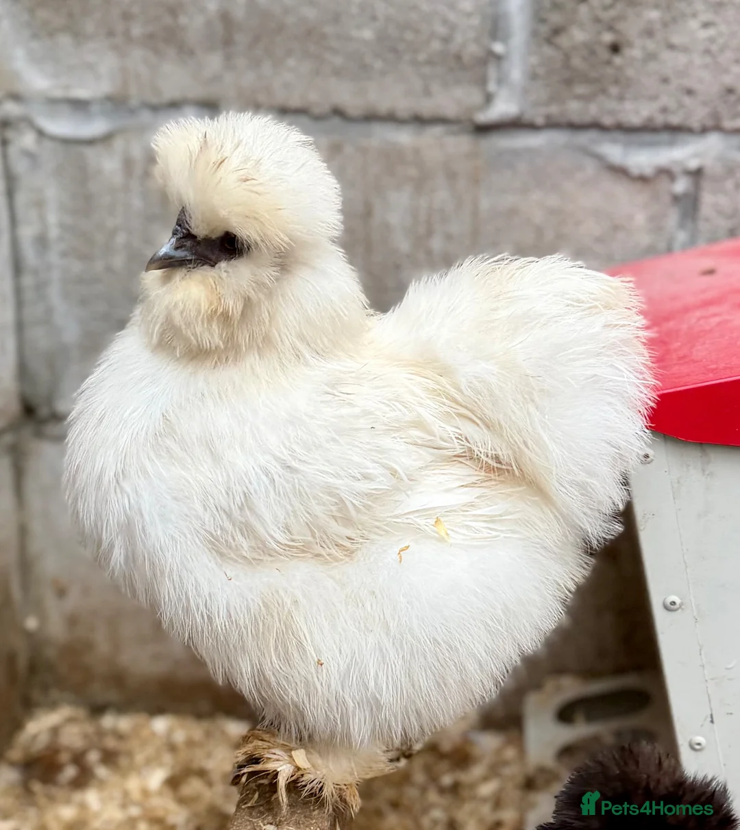 Chickens poultry for sale: Hatching Eggs🐣USA Bearded Silkies,Brahmas,Vorwerk - Advert 1