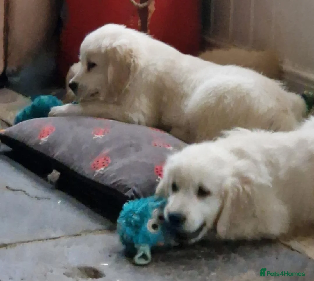 Golden Retriever dogs for sale: Stunning Golden Retrievers - Advert 6