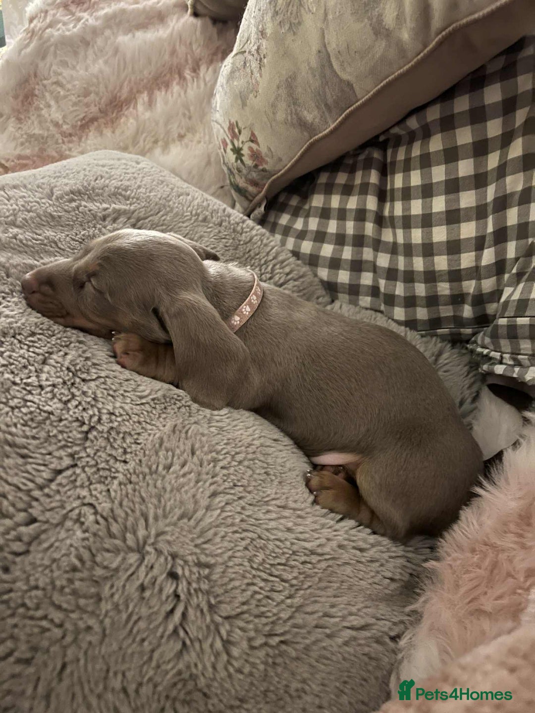 Miniature Dachshund dogs for sale: miniature dachshund issabella/chocolate puppies - Image 6