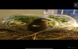 Mouse rodents for sale: 2 young female mice  - Advert 2