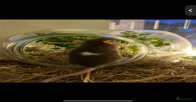 Mouse rodents 2 young female mice  - Advert 15