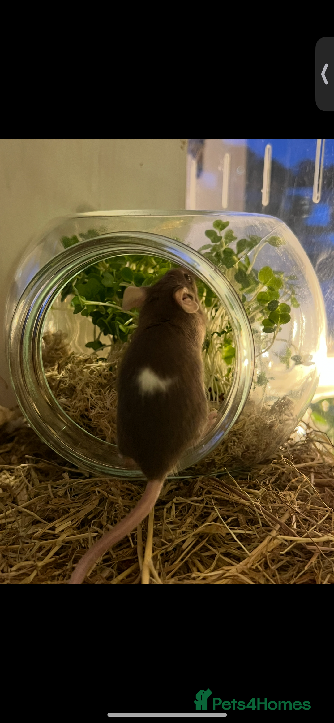 Mouse rodents for sale: 2 young female mice  - Advert 2