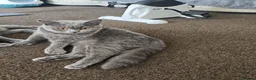 British Shorthair cats for sale: British short hair  - Advert 4