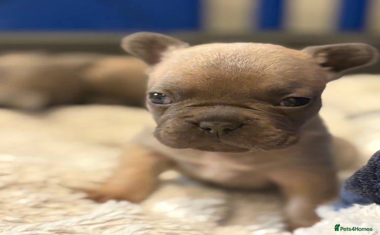 French Bulldog dogs - Advert 11