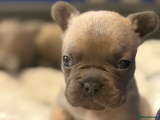 French Bulldog dogs - Advert 32