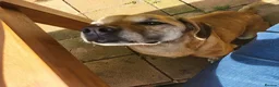 Mixed Breed dogs for adoption: Shy Nikita in Ipswich - Advert 5