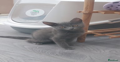 British Shorthair cats - Advert 5