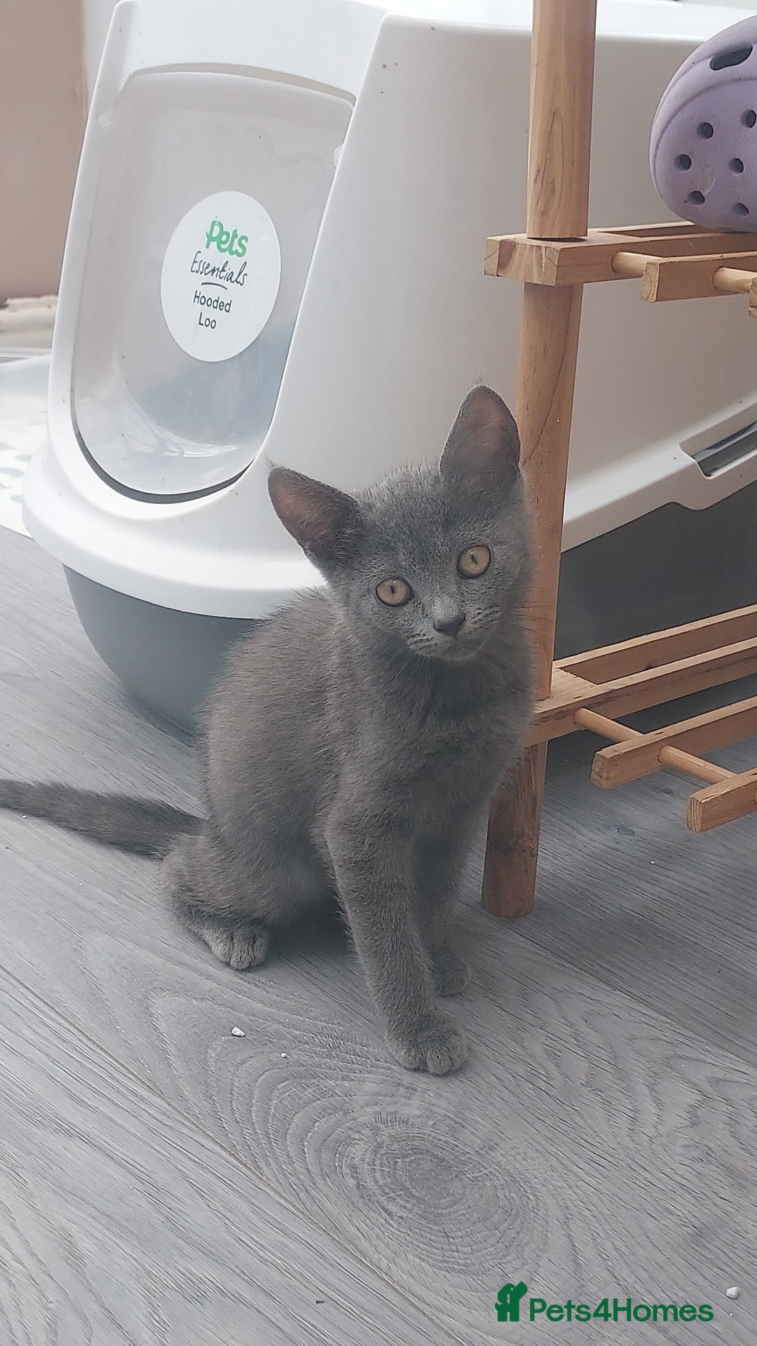 British Shorthair cats for sale: Full grey british short hair kittens  - Image 3